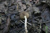 Pholiota terrestris image