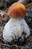 Boletus rubriceps image