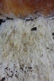Boletus rubriceps image