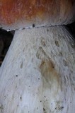 Boletus rubriceps image