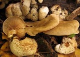Entoloma abortivum image