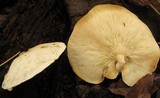 Ossicaulis lignatilis image