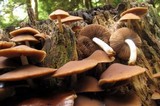 Psathyrella piluliformis image