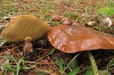 Suillus luteus image