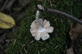 Pluteus atromarginatus image