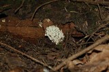 Clavulina rugosa image