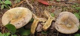 Lactarius chelidonium image