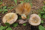 Lactarius chelidonium image