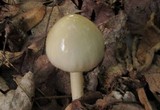 Limacella illinita image