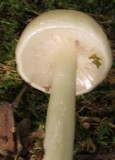 Limacella illinita image