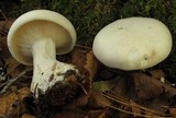 Clitocybe robusta image