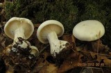 Clitocybe robusta image