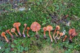 Laccaria bicolor image
