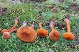 Laccaria bicolor image