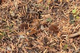 Psilocybe stuntzii image