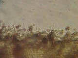 Psilocybe stuntzii image