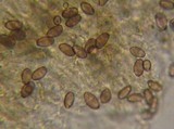 Psilocybe stuntzii image