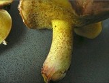 Suillus collinitus image