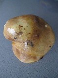 Suillus collinitus image
