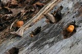 Gymnopilus sapineus image