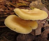 Tricholomopsis sulphureoides image