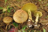 Suillus acidus image