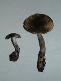 Lyophyllum semitale image