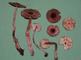 Lepiota castanescens image