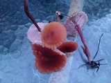 Laccaria bicolor image