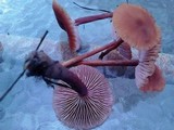 Laccaria bicolor image