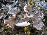 Peltigera didactyla image