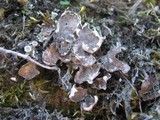 Peltigera didactyla image