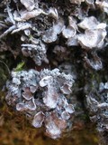 Peltigera didactyla image
