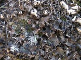 Peltigera neckeri image
