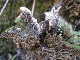 Peltigera neckeri image