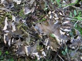 Peltigera neckeri image