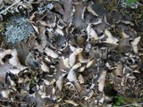 Peltigera neckeri image