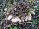 Peltigera neckeri image