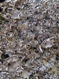 Peltigera rufescens image