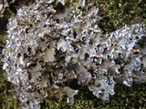 Peltigera rufescens image