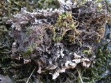 Peltigera rufescens image