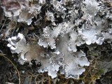 Peltigera canina image