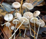 Roridomyces roridus image