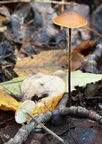 Rhizomarasmius pyrrhocephalus image