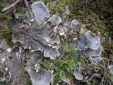 Peltigera membranacea image