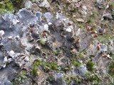 Peltigera praetextata image