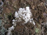 Peltigera praetextata image