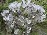 Peltigera praetextata image