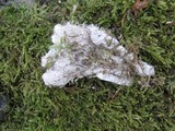 Peltigera praetextata image