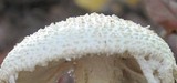 Amanita rhopalopus image